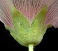 Althaea setosa